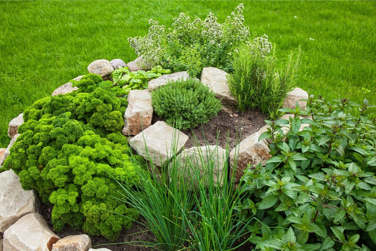 Vertical Gardening for Small Spaces: A Complete Beginner’s Guide